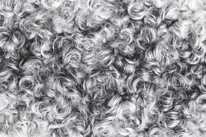 Gray curly sheepskin background