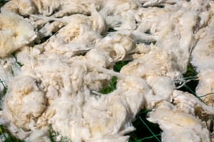 Sheep's fleece left to dry outside on a fence after being washed. Sheep wool.
